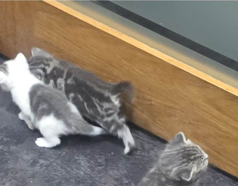 British shorthair kittens😻😻😻