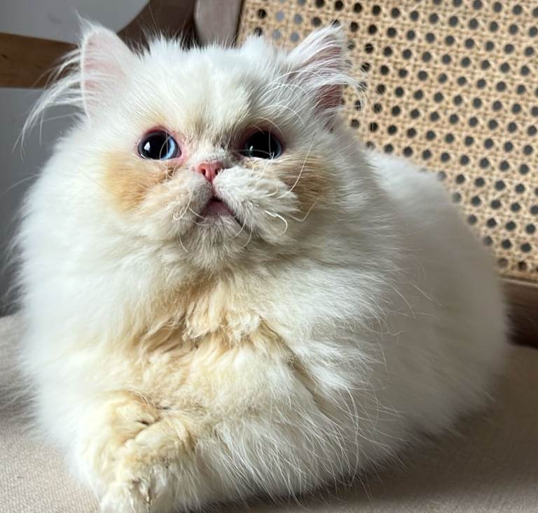 Persian kitten male 6 months old