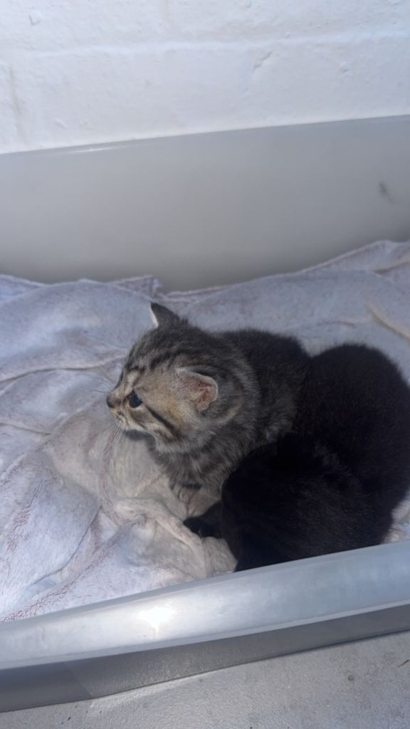 2 British short hairied kittens 