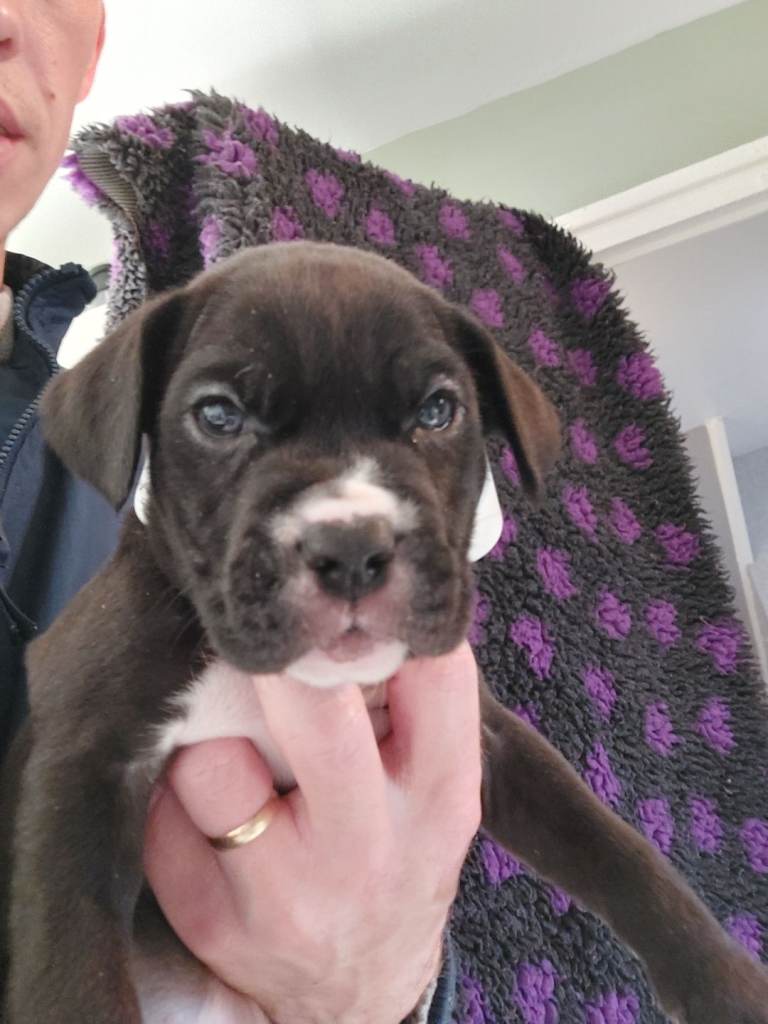 Cane Corso cross American bulldog puppy's 
