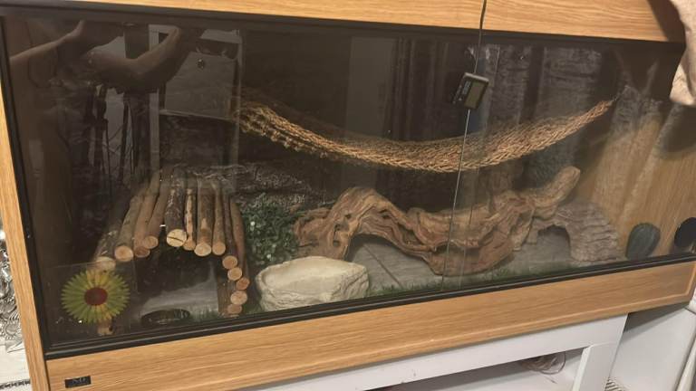 Beard dragon wooden oak vivarium enclosure 