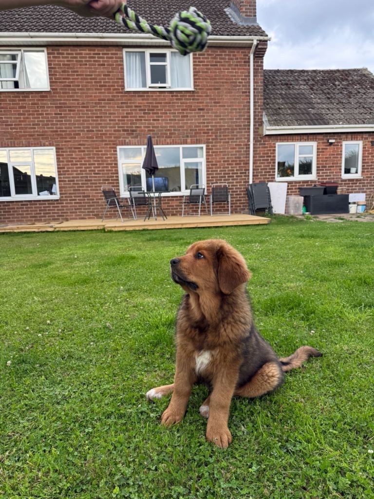Beautiful puppies for sale 