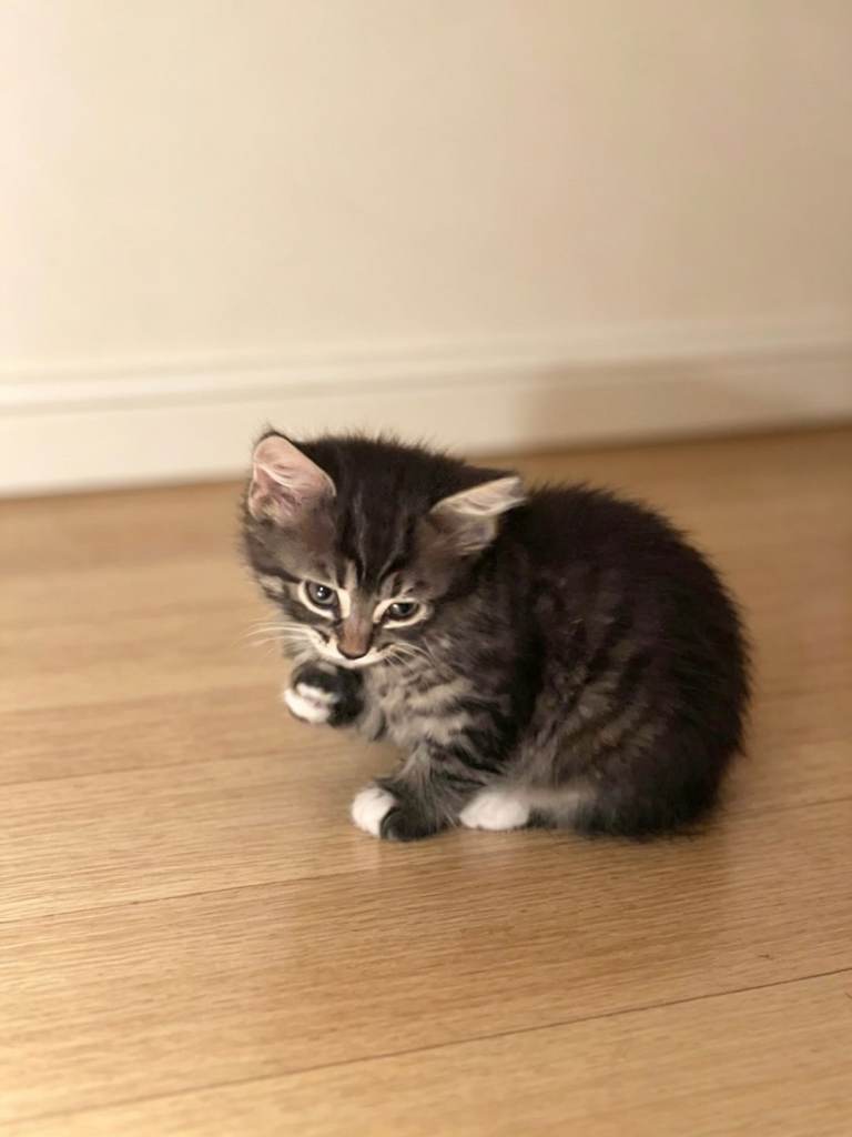 kitten