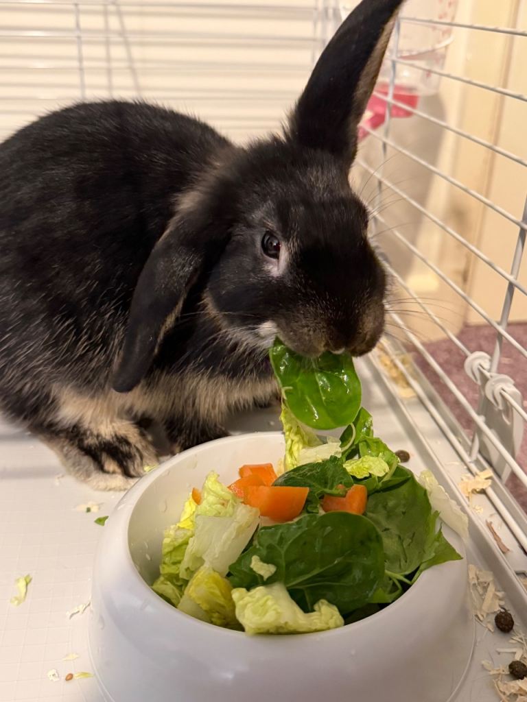 X1 male x1 female 3 month old rabbits 