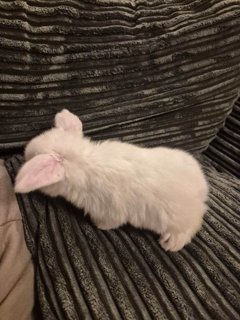 5 beautiful mini lop babies 