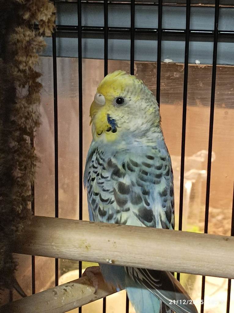 A FEW NEW PUPPY STARTER PACK OF BITS - UNWANTED BY ME - FREE TO ANYONE