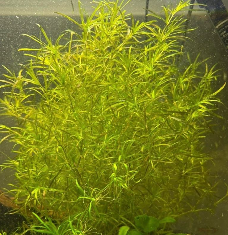 Guppy Grass