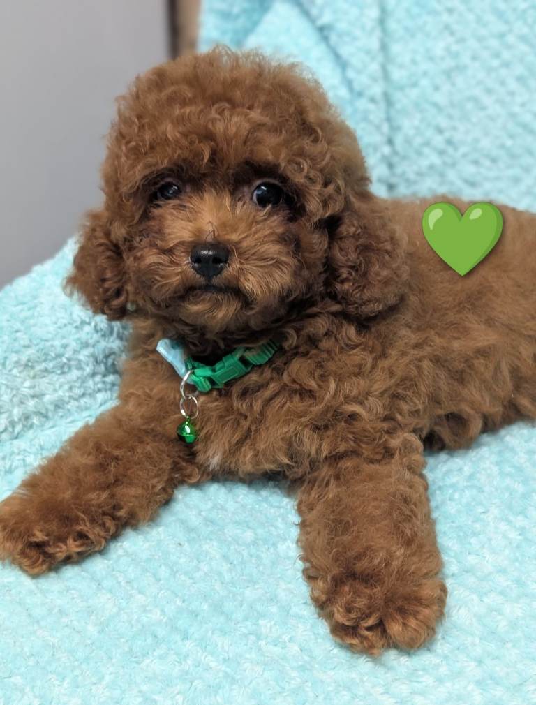  Asian red toy poodles