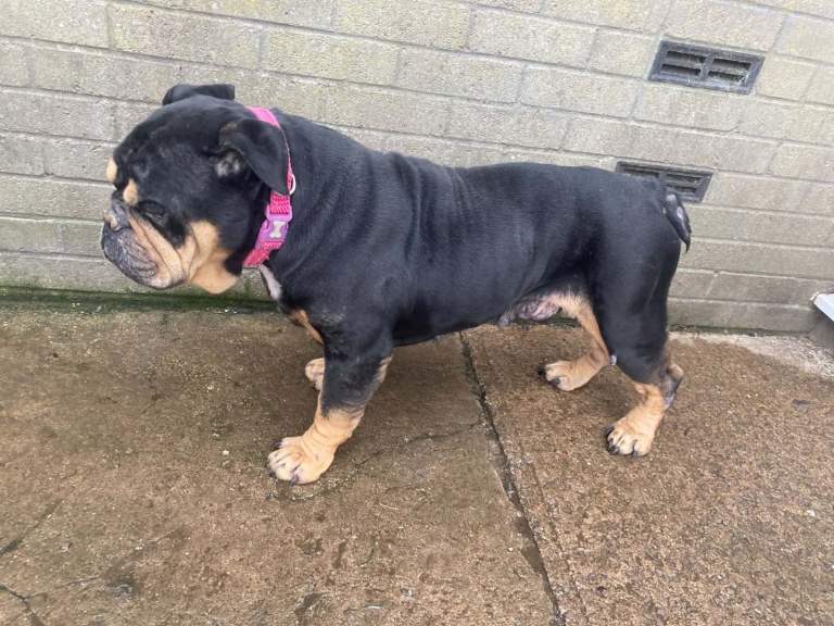 Super sweet English bulldog boy fab with kids