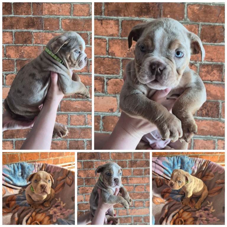 BULLDOG PUPPYS FOR SALE READY TO LEAVE 
