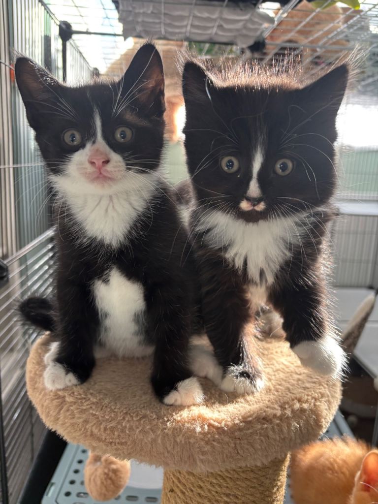 Kittens 