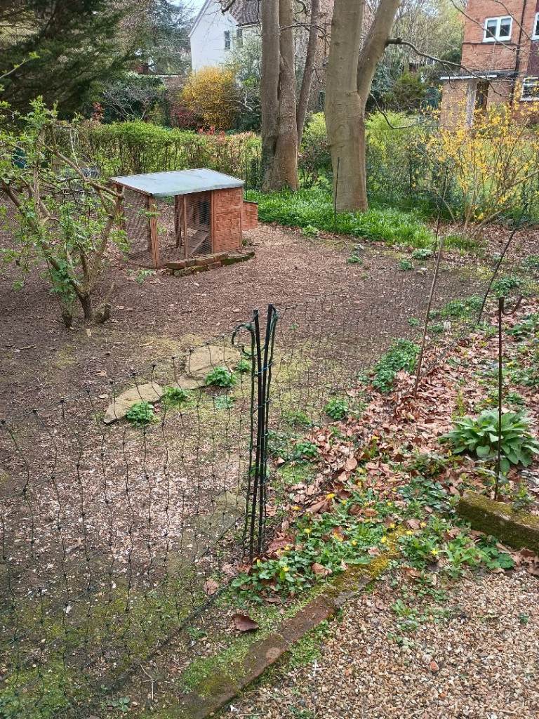 Chicken Coop and essentials