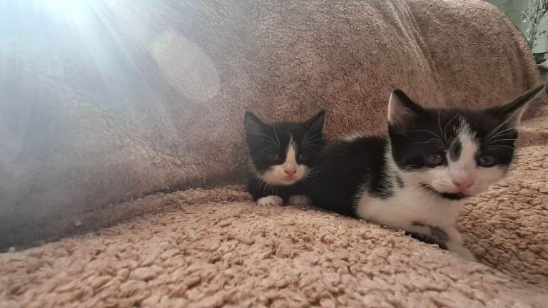 Beautiful cats for sale