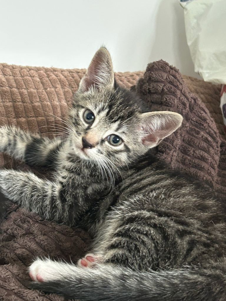 Beautiful Tabby Kittens for sale 