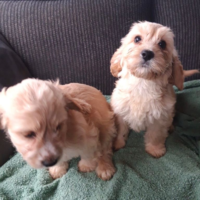 Cockerpoos Puppies
