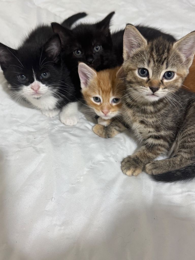 kittens looking for home