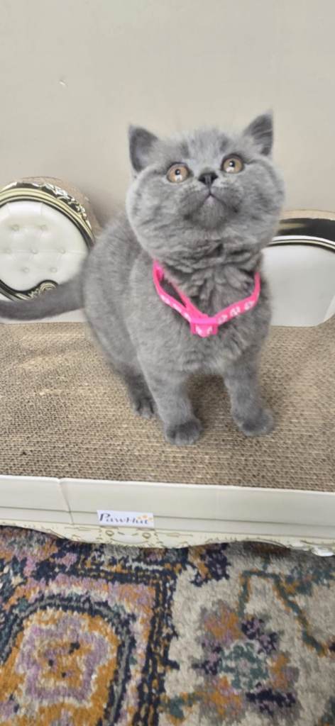 Gorgeous Chunky Chunky British Short Hair Kittens