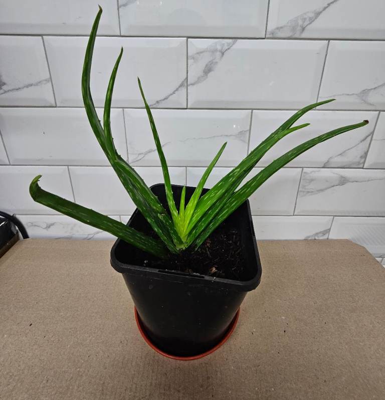 Big Aloe Vera Succulent Rooted Potted Plant