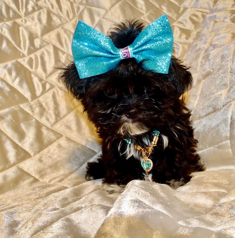 ***XXXXXXXS Ultra Rare Micro Black White Tiny F1 Maltese X Toy Poodle Maltipoo Puppy 5 months old***