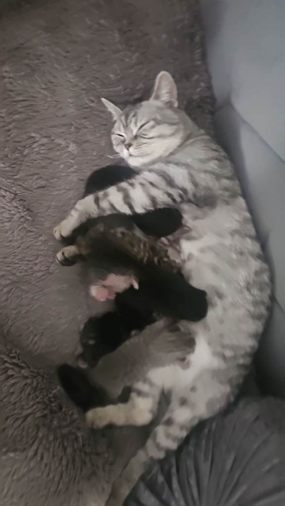 British short hair kittens 