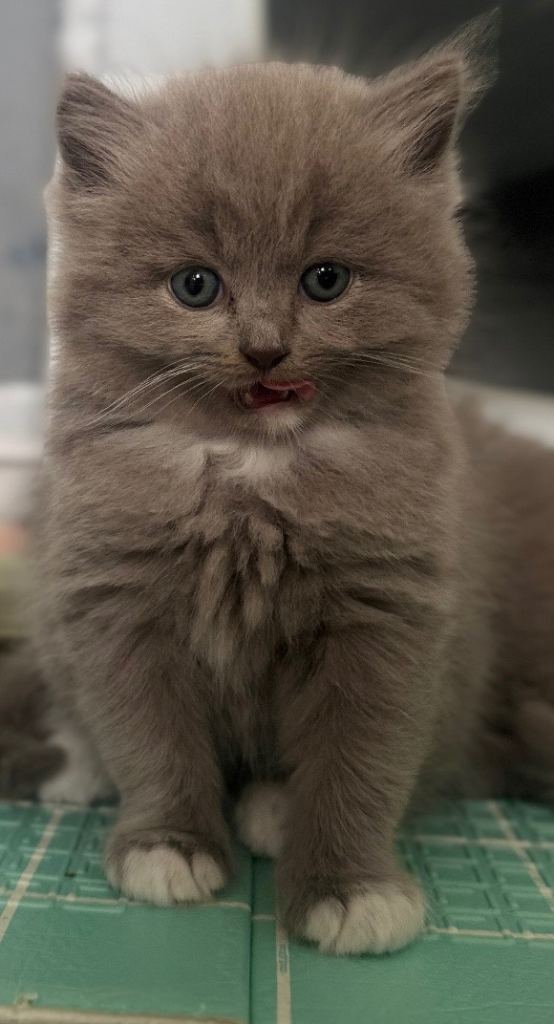 Last kittens ready to go ! Reduced price!