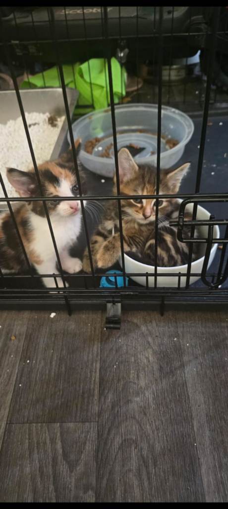 Beautiful Kittens – 2 Males & 1 Female – Ready Now