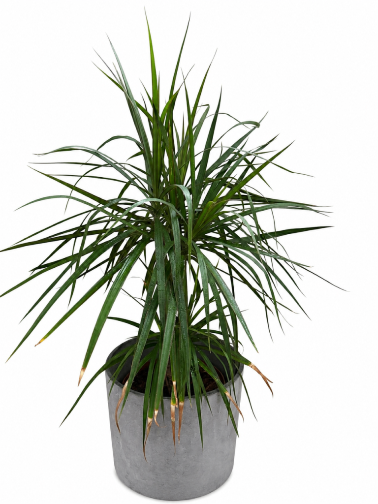 Large Dracaena Marginata / Dragon Tree – £20