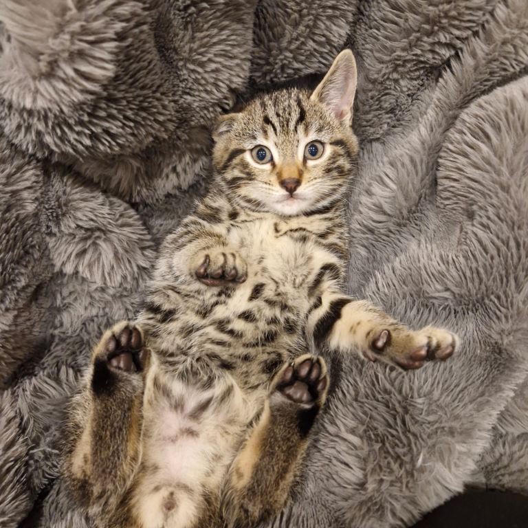 bengal tabby mix male kitten for sale