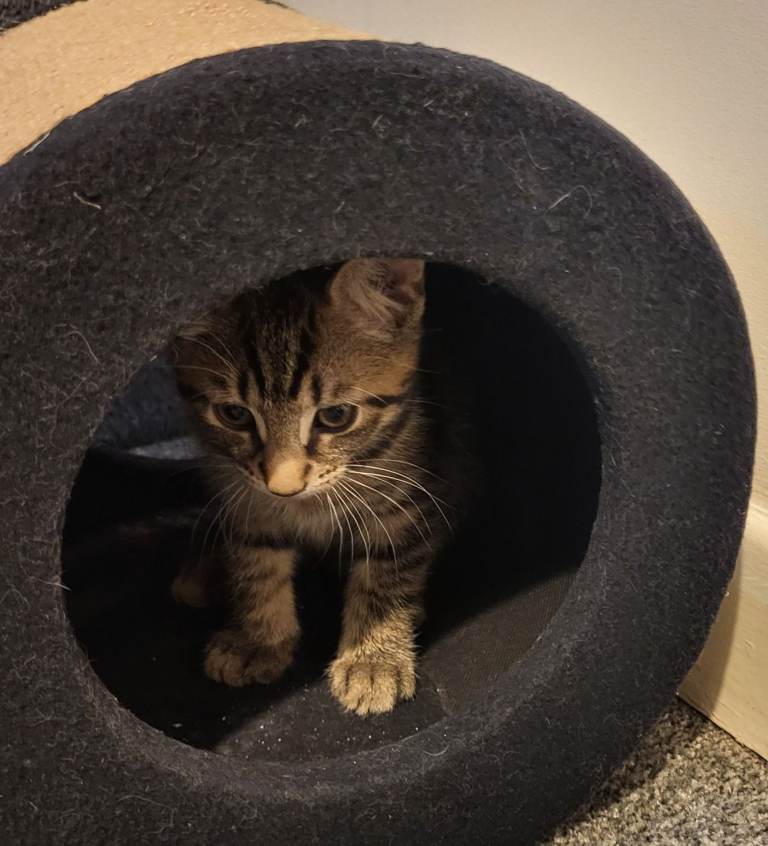 Ready to go 8w old kittens