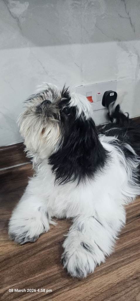 Shih tzu puppies 🐶 female 