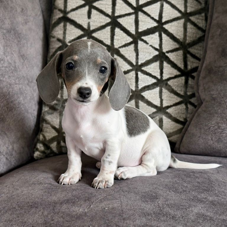 Mini Dachshund Pups Last Girl