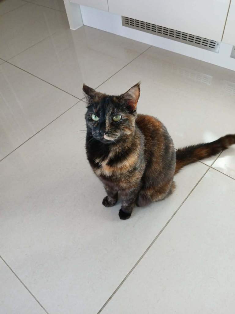 Cat for sale 