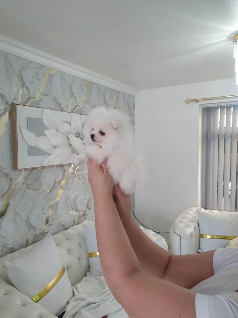 Xxs pomeranian pupies