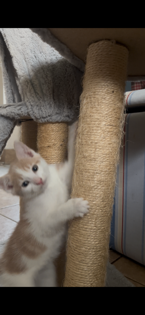 Kittens