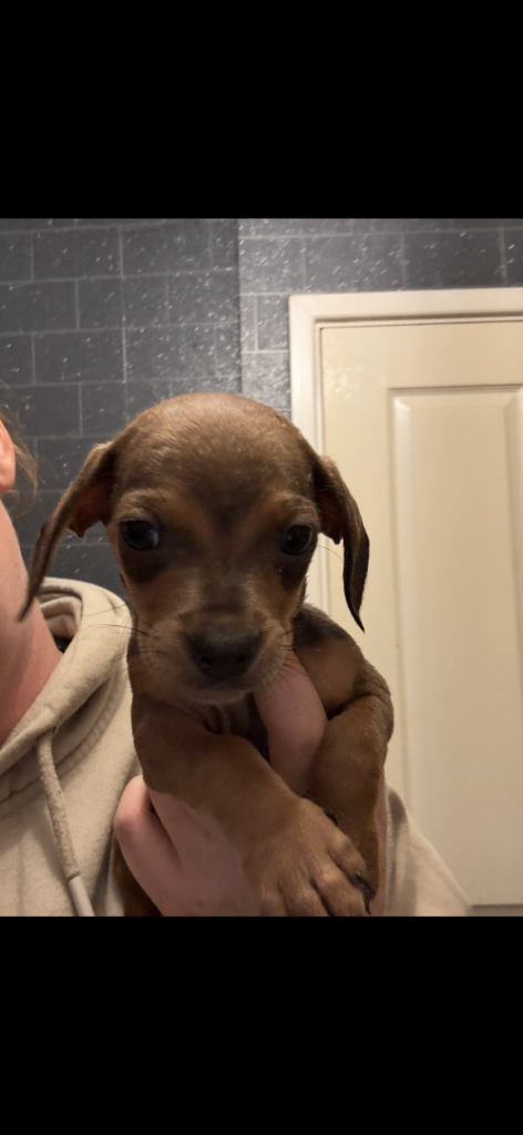 Dachshund puppy for sale   READY TO LEAVE 