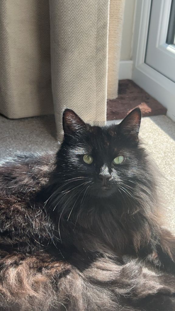 Seeking forever home for Winnie