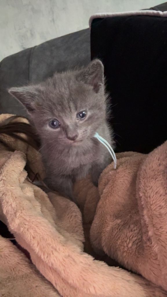 GREY KITTEN LEFT MALE