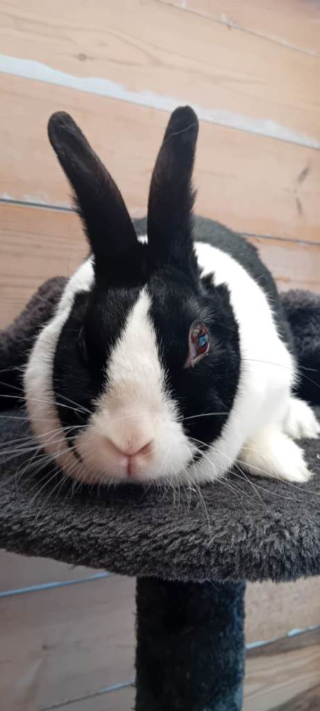 Female dutch rabbit 2 years old 