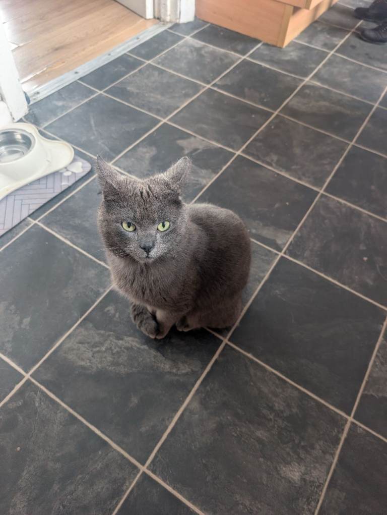 Good farm cat