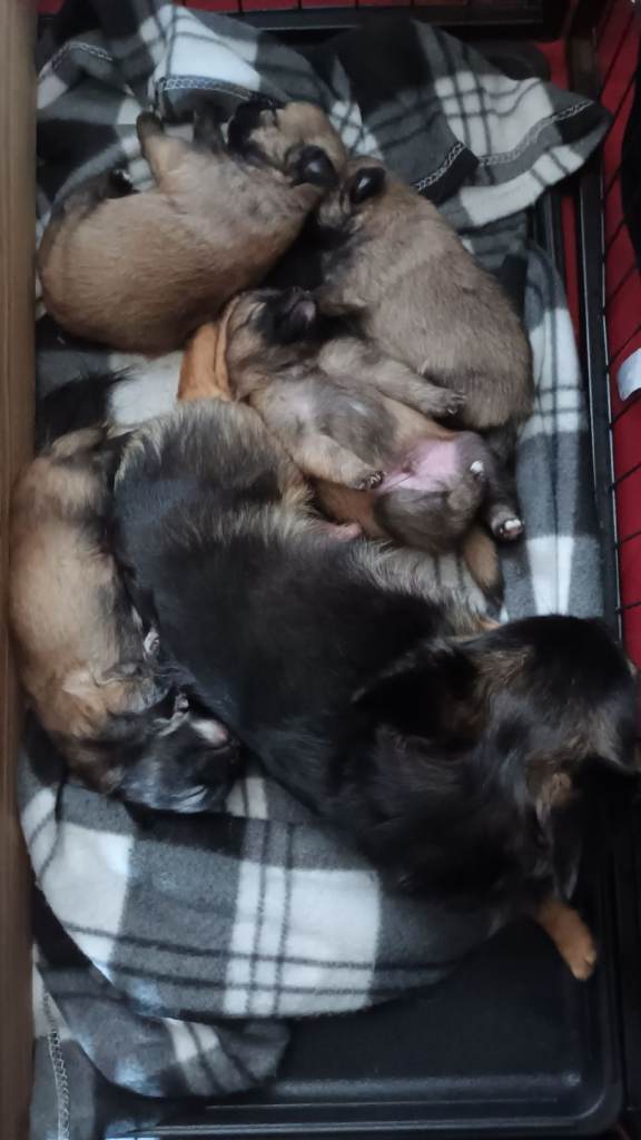 4 pomeranian boys Ready for there forever homes 
