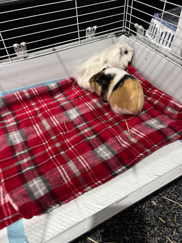 2 Guinea pigs with cage £40