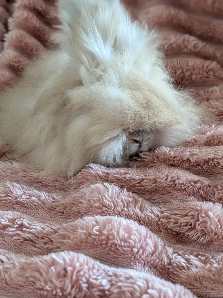English angora boys 