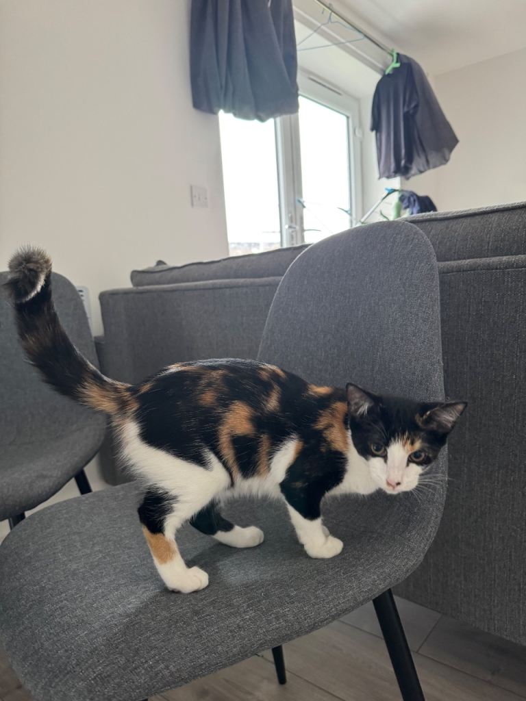 Cat for sale 