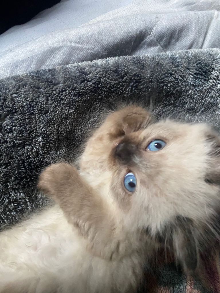 Seal Point and Tortie Point Birman Kittens 