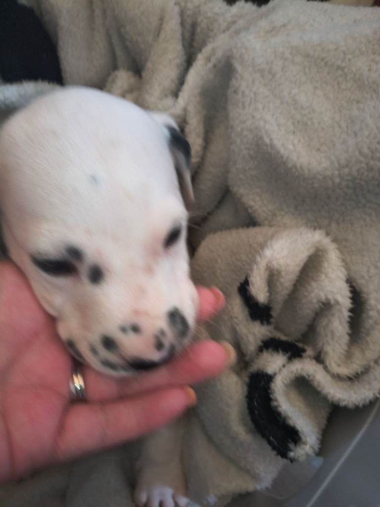 Dalmatian puppies 
