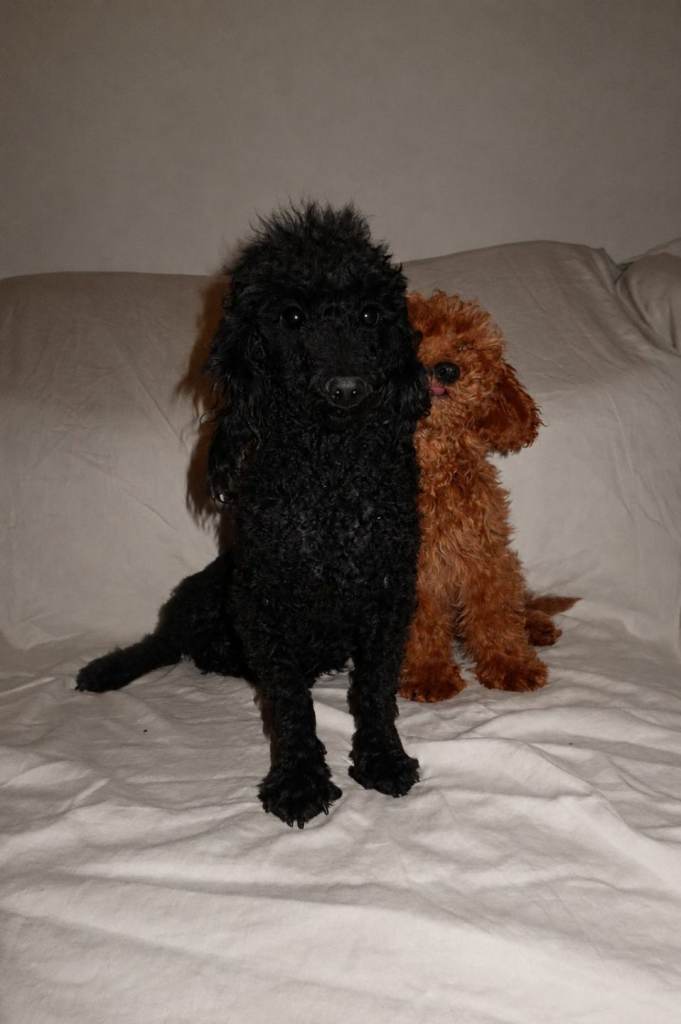 Toy poodle puppies 