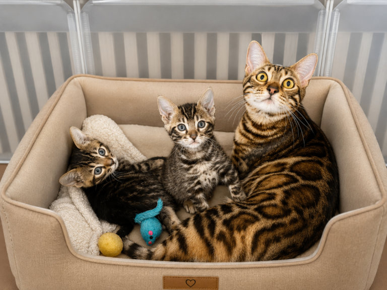 Purebred TICA Bengal kittens 