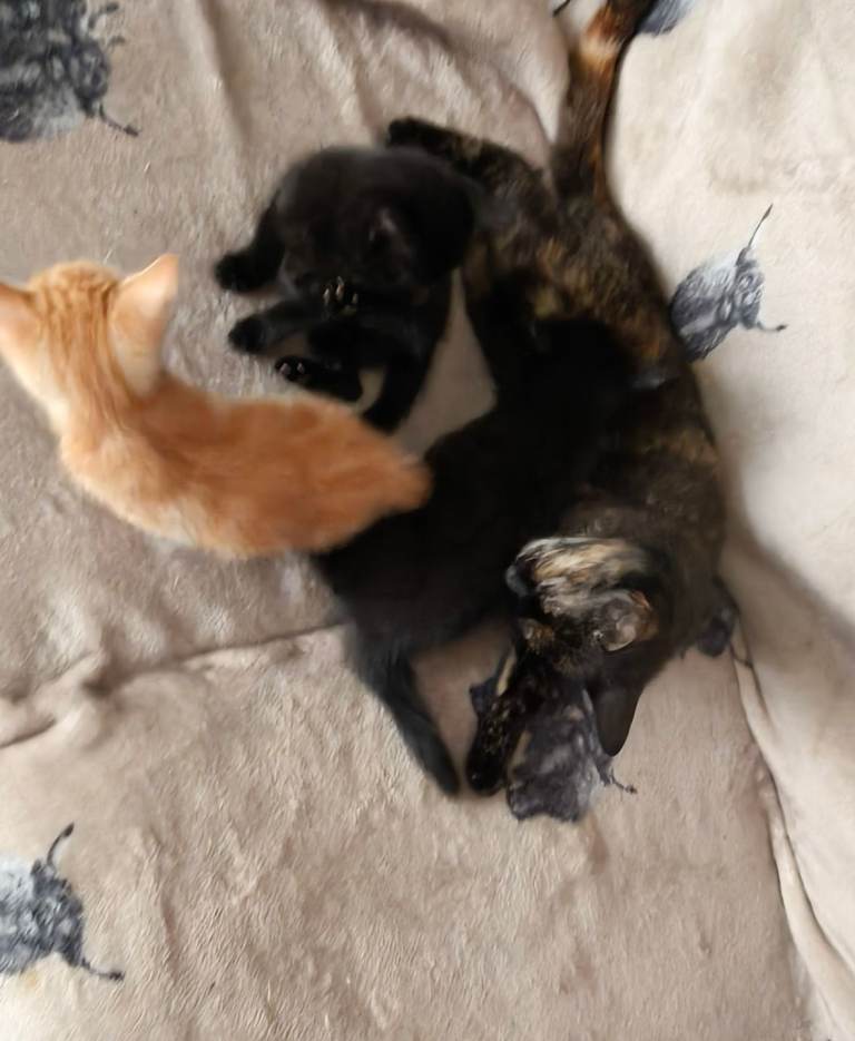 3 kitten looking for forever homes 