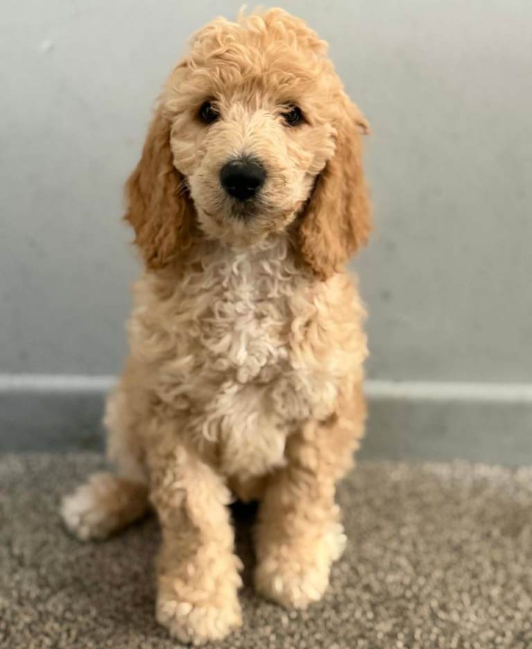 READY NOW Standard Poodle puppies 