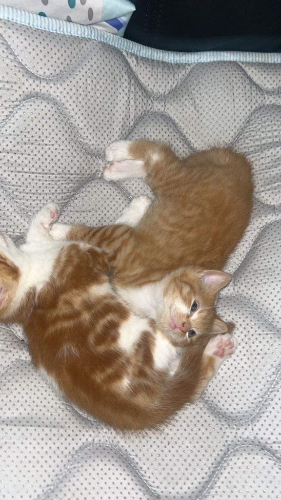 Adorable Ginger Kittens For Sale 